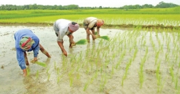 পাটগ্রামে কৃষি উপকরণ বিতরণ শুরু