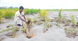 বন্যায় ফসল হারিয়ে মাথায় হাত তিস্তা পাড়ের কৃষকদের